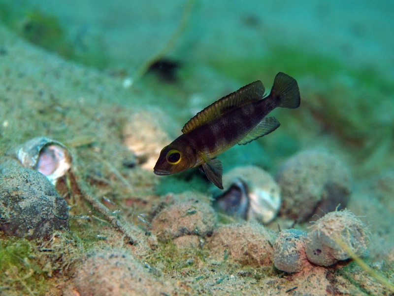 Lepidiolamprologus sp. 'meeli-boulengeri' Mtakuja